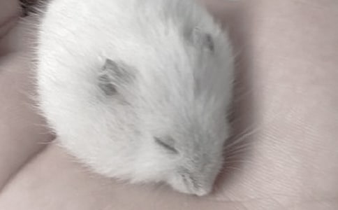 ��ͨ�á�С�}������