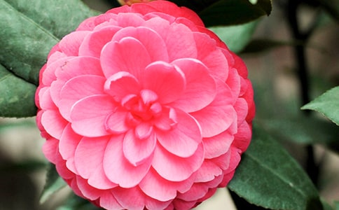 [��Ʒ]�P(gu��n)�ڲ軨������8ƪ