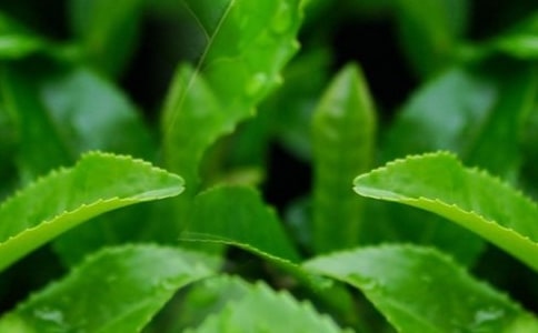 茶葉的保質(zhì)期有多久