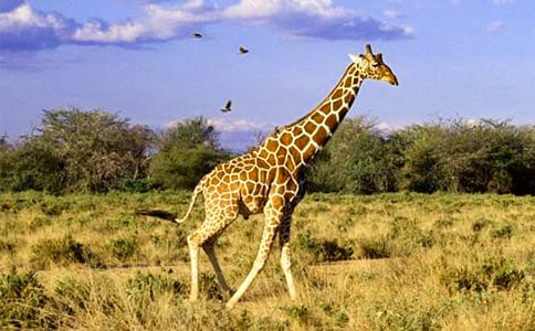 ������L�i¹��򿴈D��Ԓ