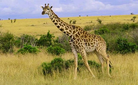 長頸鹿看圖寫話作文(精選39篇)