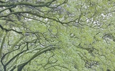 春風又綠江南岸作文經(jīng)典(2篇)