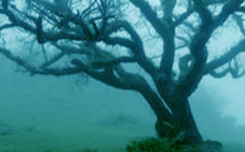 �茑���ă�(y��u)���İ���ͨ��250�䣩