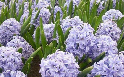 �L(f��ng)���ӵ��ó�����