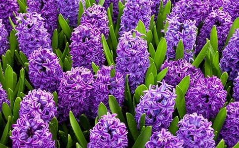 風(fēng)信子作文(共14篇)