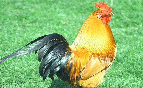 ���Ĺ��u����15ƪ[��Ʒ]