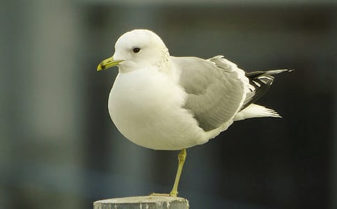 �w��,���t��(y��u)��̌W(xu��)�O(sh��)Ӌ�����x3ƪ��