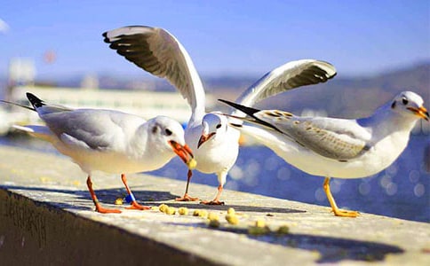 海鷗圖片卡通簡(jiǎn)筆畫