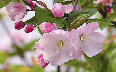 海棠落英詩(shī)歌