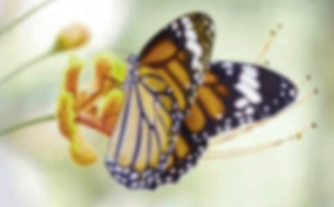 【經(jīng)典】捉蝴蝶看圖寫話15篇