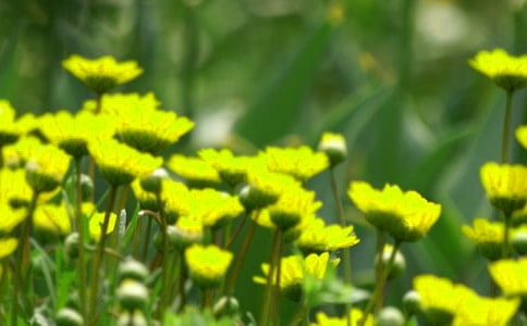 精選花朵優(yōu)美句子匯總98句