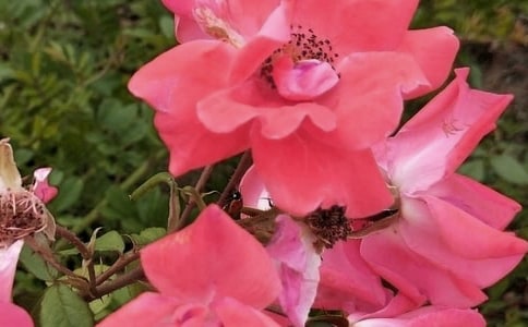 我是祖國(guó)的花朵作文