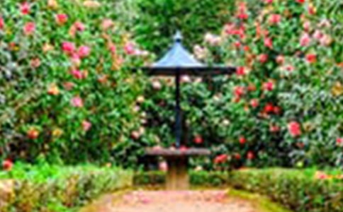 我家附近的小花園作文(精選25篇)