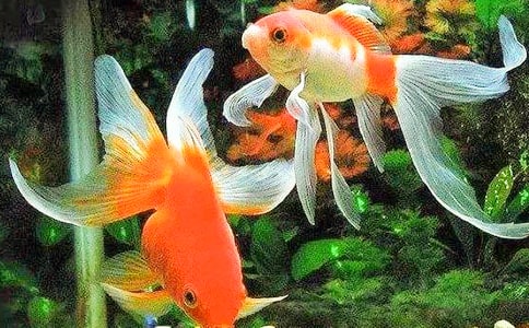 可愛的.金魚集錦(15篇)