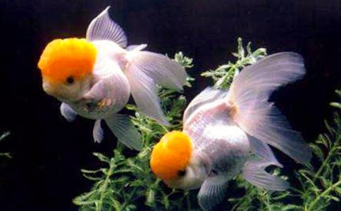 �ɐ۵�С���~����[��(j��ng)��]