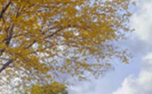 精選景色優(yōu)美句子合集97句