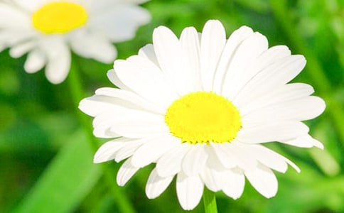 描寫菊花的詩2篇【優(yōu)】