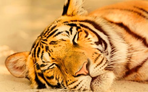 �i�����ϻ����i�Z