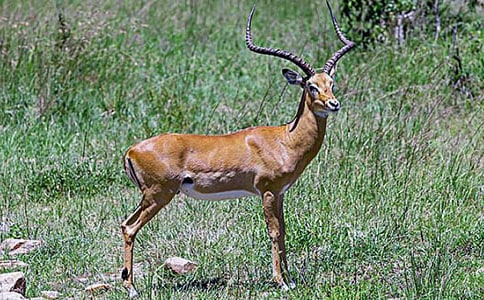 藏羚羊跪拜閱讀答案