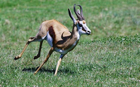 《藏羚羊跪拜》教學(xué)設(shè)計