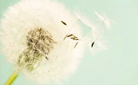 蒲公英故事