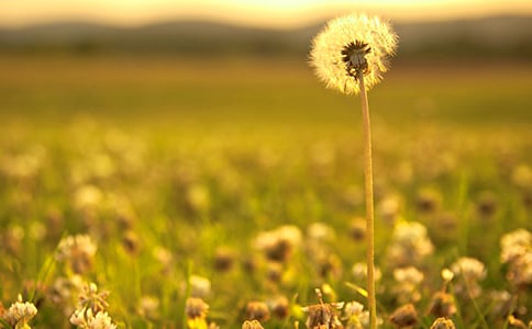 ���ѹ�Ӣ�ĉ�����˼