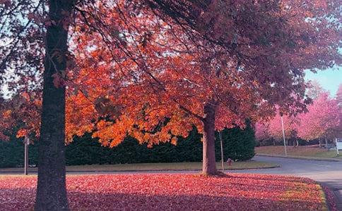 ����˽�Z���Č�(sh��)��[15ƪ]