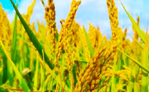 秋收的喜悅作文