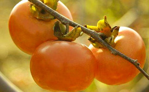 摘柿子作文【精品】