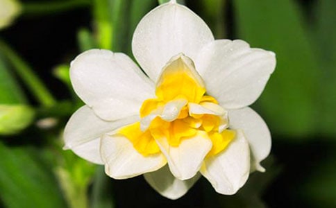 水仙花作文400字