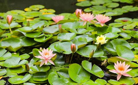 睡蓮的作文(經(jīng)典15篇)