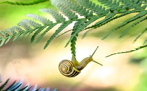 蝸牛觀察日記400字范文