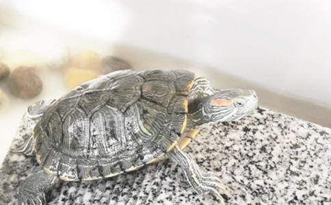 烏龜朋友的作文400字7篇(推薦)