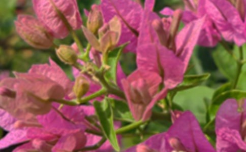 �P(gu��n)�ڄ�(l��)־�簲���Z�R�������x70�䣩