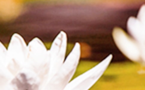 描寫(xiě)夏至的優(yōu)美簡(jiǎn)短句子大全