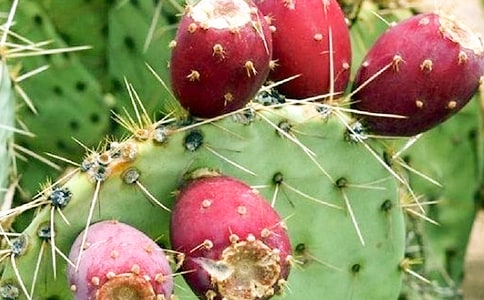 仙人掌作文精品(15篇)