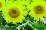對向日葵的贊美短句