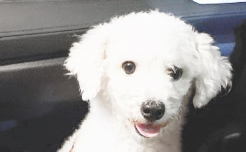 小狗動物連續(xù)觀察日記(通用30篇)