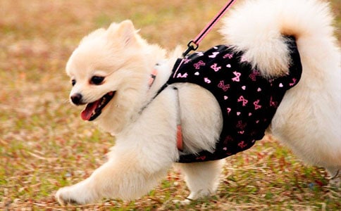 我家的小狗作文500字