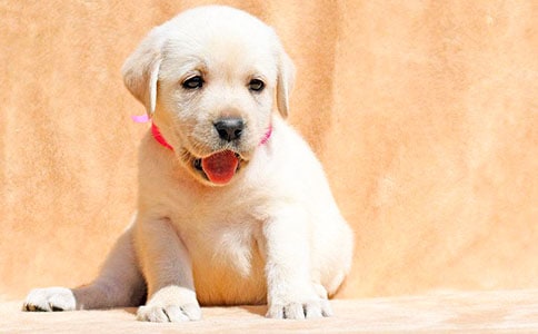 我和小狗的親密作文(通用39篇)