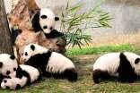 大熊貓閱讀理解(附答案)