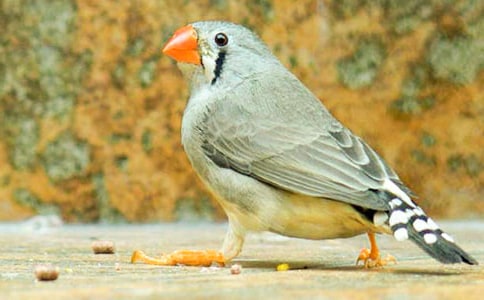 珍珠鳥的閱讀答案