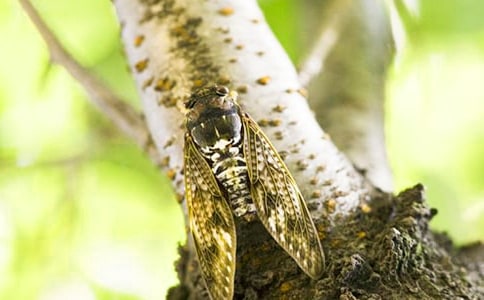 捉知了作文(精選43篇)