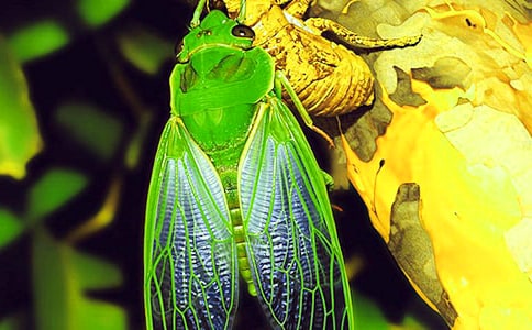 抓知了作文(精選)