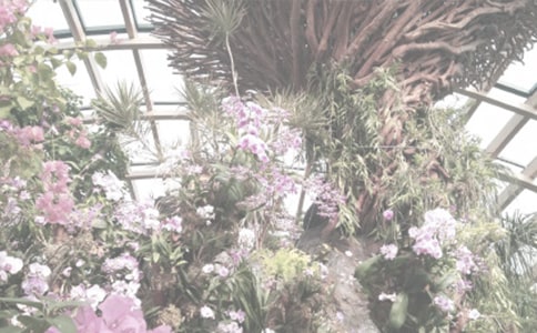 植物園經(jīng)歷日記500字