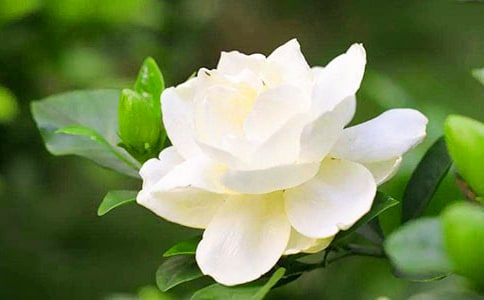 梔子花開作文(精品)