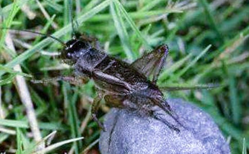 ����(y��u)�㣩׽������10ƪ