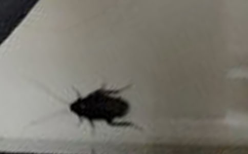 捉蟑螂作文精品4篇