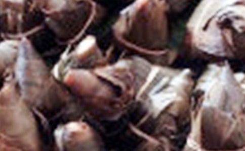 包粽子作文600字(實(shí)用15篇)