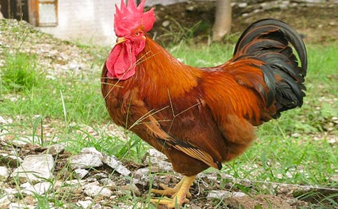 【通用】大公雞作文